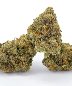 Biscotti Strain
