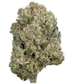 Gator Breath Strain