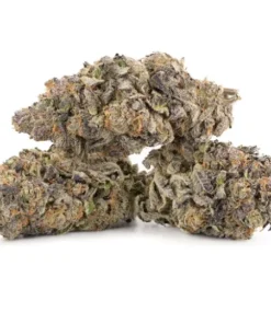 Mimosa Strain